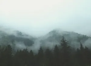 Montañas cubiertas de pinos envueltas en una niebla densa
