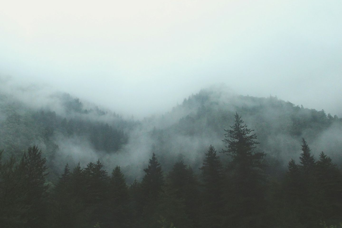 Montañas cubiertas de pinos envueltas en una niebla densa