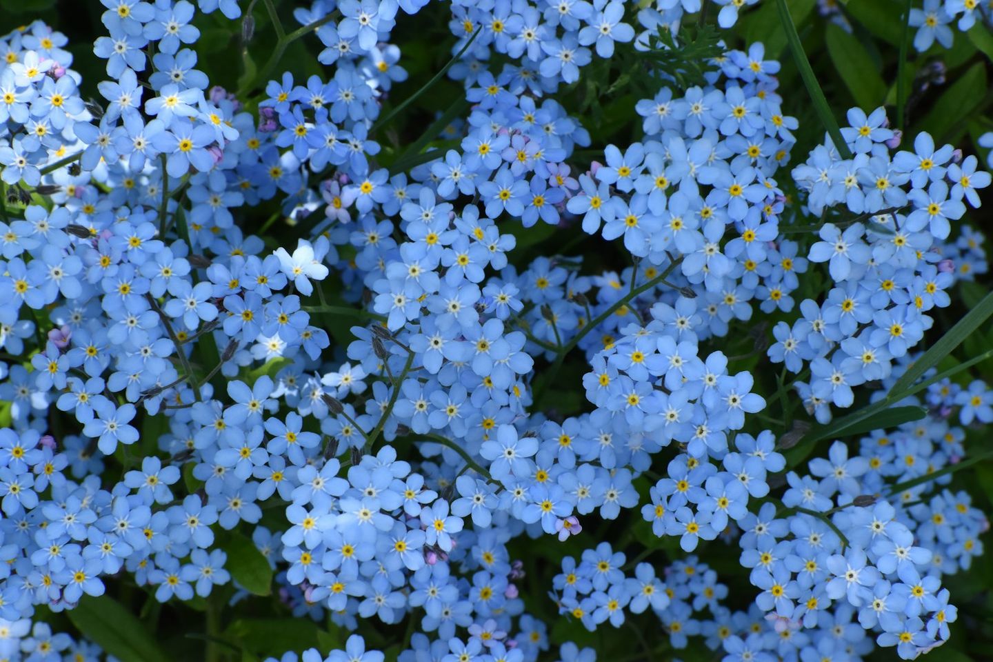 Nomeolvides vistos desde arriba: pequeñas flores azules de cinco pétalos y centro amarillo
