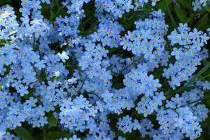 Nomeolvides vistos desde arriba: pequeñas flores azules de cinco pétalos y centro amarillo