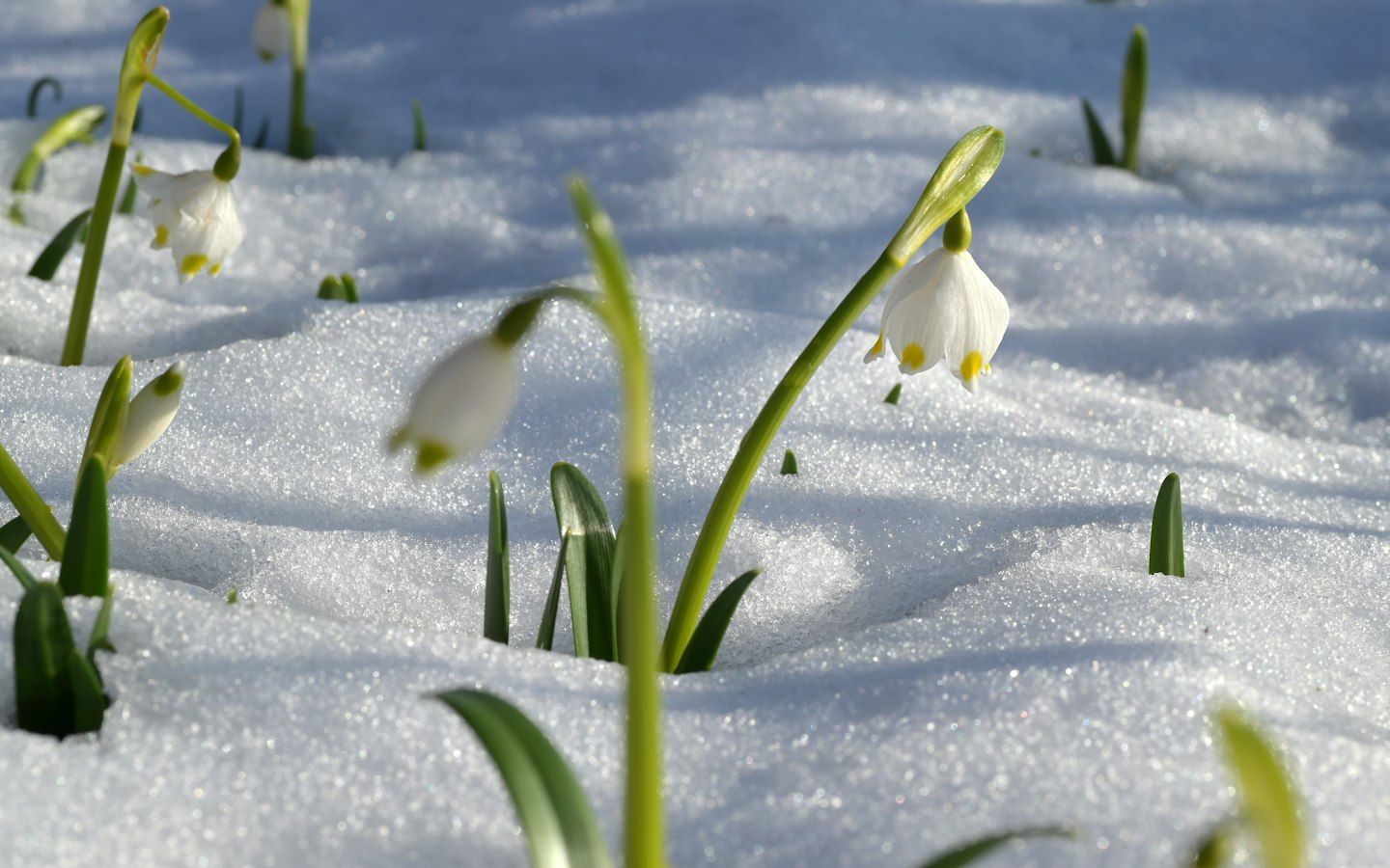 Flores blancas colgantes con las puntas amarillas, en tallos verdes que asoman entre la nieve