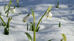 Flores blancas colgantes con las puntas amarillas, en tallos verdes que asoman entre la nieve