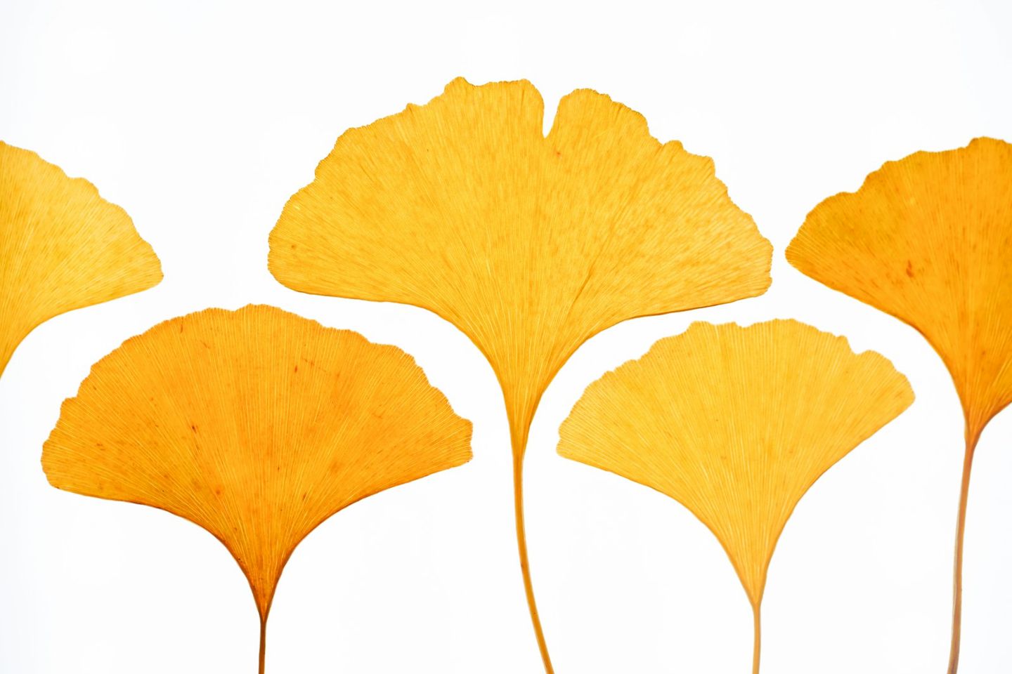 Hojas de ginkgo amarillas, con forma de abanico, sobre un fondo blanco