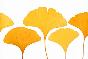Hojas de ginkgo amarillas, con forma de abanico, sobre un fondo blanco