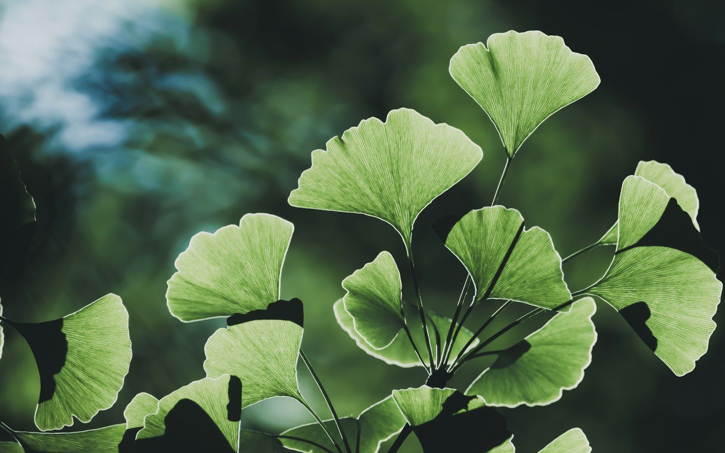 Hojas verdes de ginkgo en forma de abanico, iluminadas a contraluz, sobre un fondo verde desenfocado