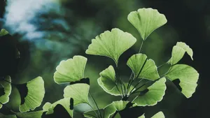 Hojas verdes de ginkgo en forma de abanico, iluminadas a contraluz, sobre un fondo verde desenfocado