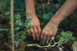 Manos plantando una planta pequeña en la tierra de un huerto