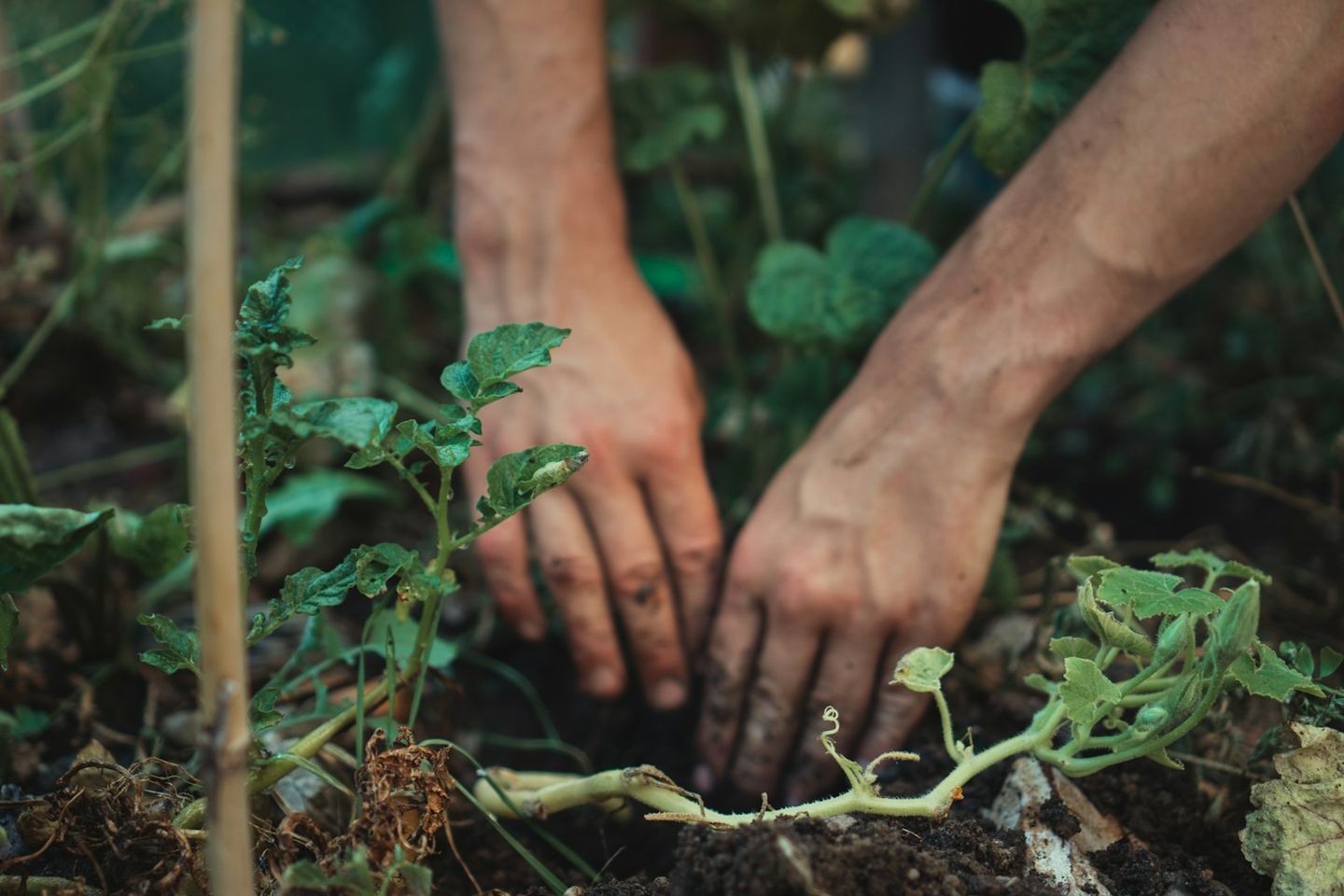 Manos plantando una planta pequeña en la tierra de un huerto
