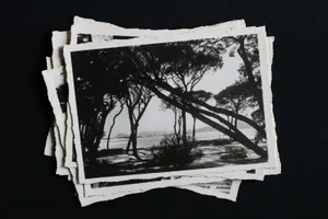 Montón de postales antiguas en blanco y negro con un paisaje de pinos junto al mar, sobre un fondo negro